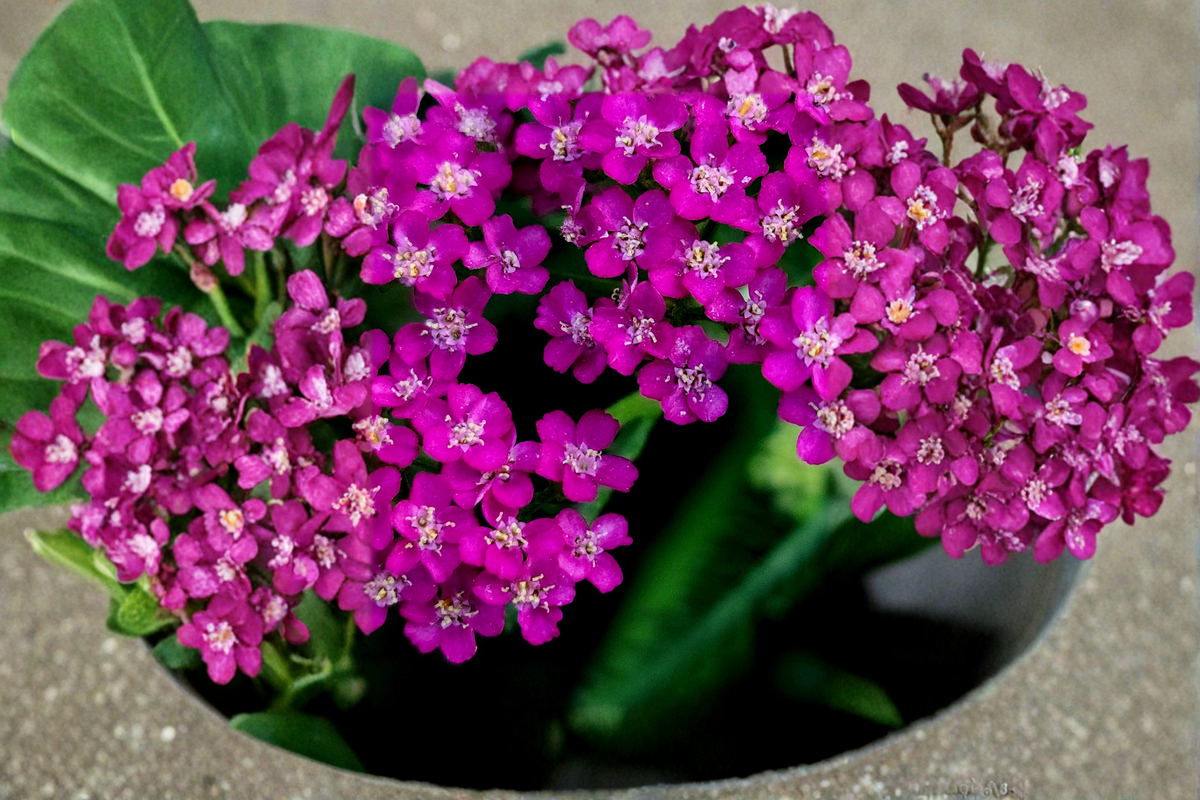 Achillea millefolium 'New Vintage Violet' - 3 Rooted Starter Plants in 1 Qt Pots
