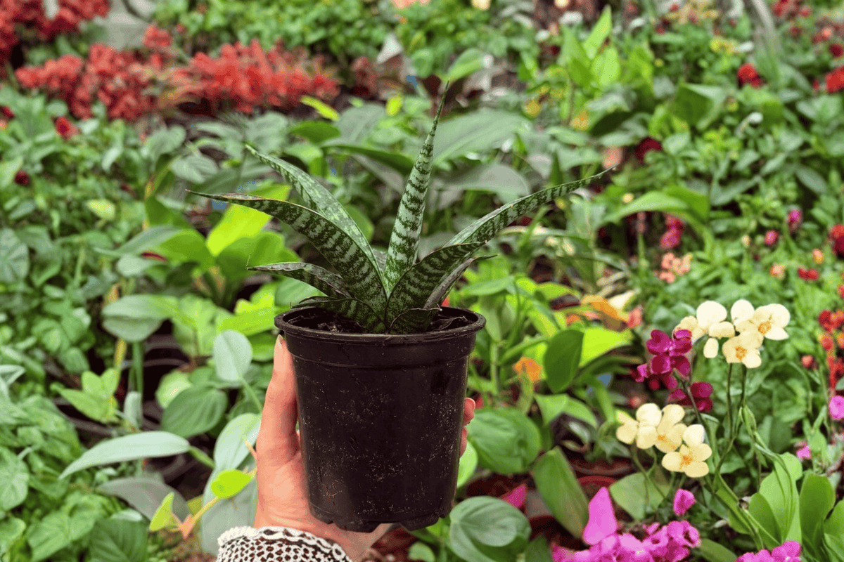 Sansevieria Hybrida Tiger - 2 Live Plants in 4" Pots
