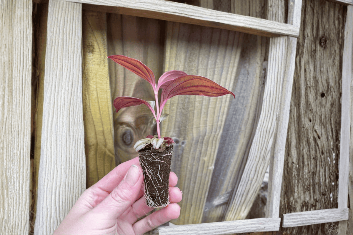 Medinilla Gregori Hambali Starter Plants (2) – Bare Root, 2-Inch Pots