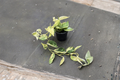 Scindapsus Marble Queen (Satin Pothos) 4" Rooted Starter Plant