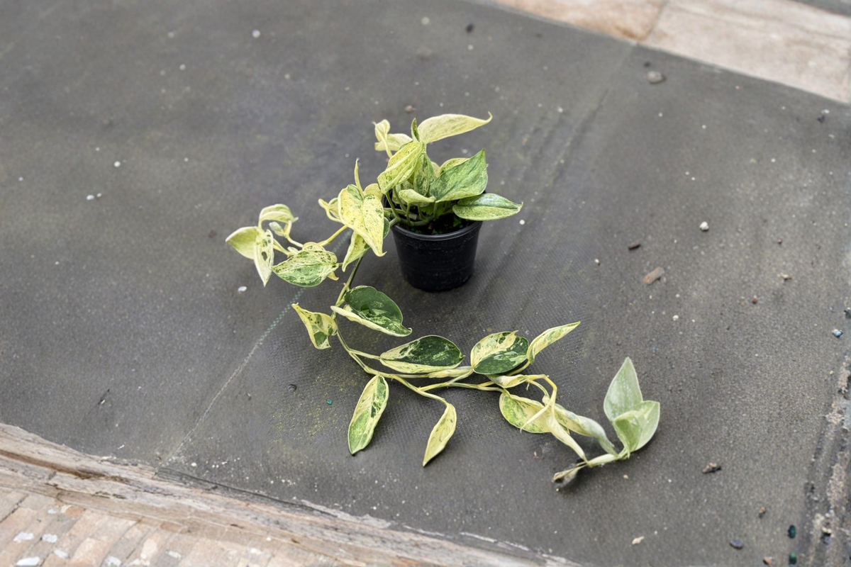 Scindapsus Marble Queen (Satin Pothos) 4" Rooted Starter Plant