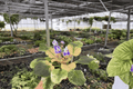 Harmony’s Purple Passion African Violet - 2 Live Plants in 4-Inch Pots