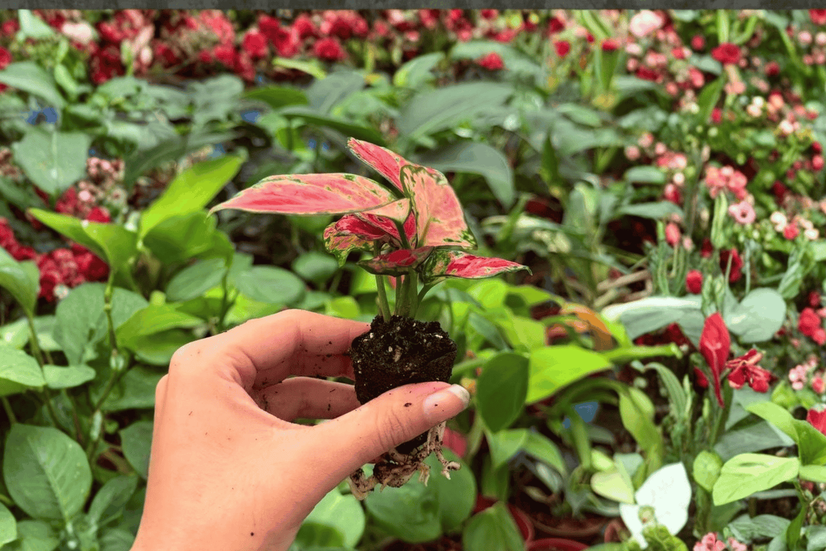 Aglaonema Red Beauty Starter Plant - 2 Exact Live Plants