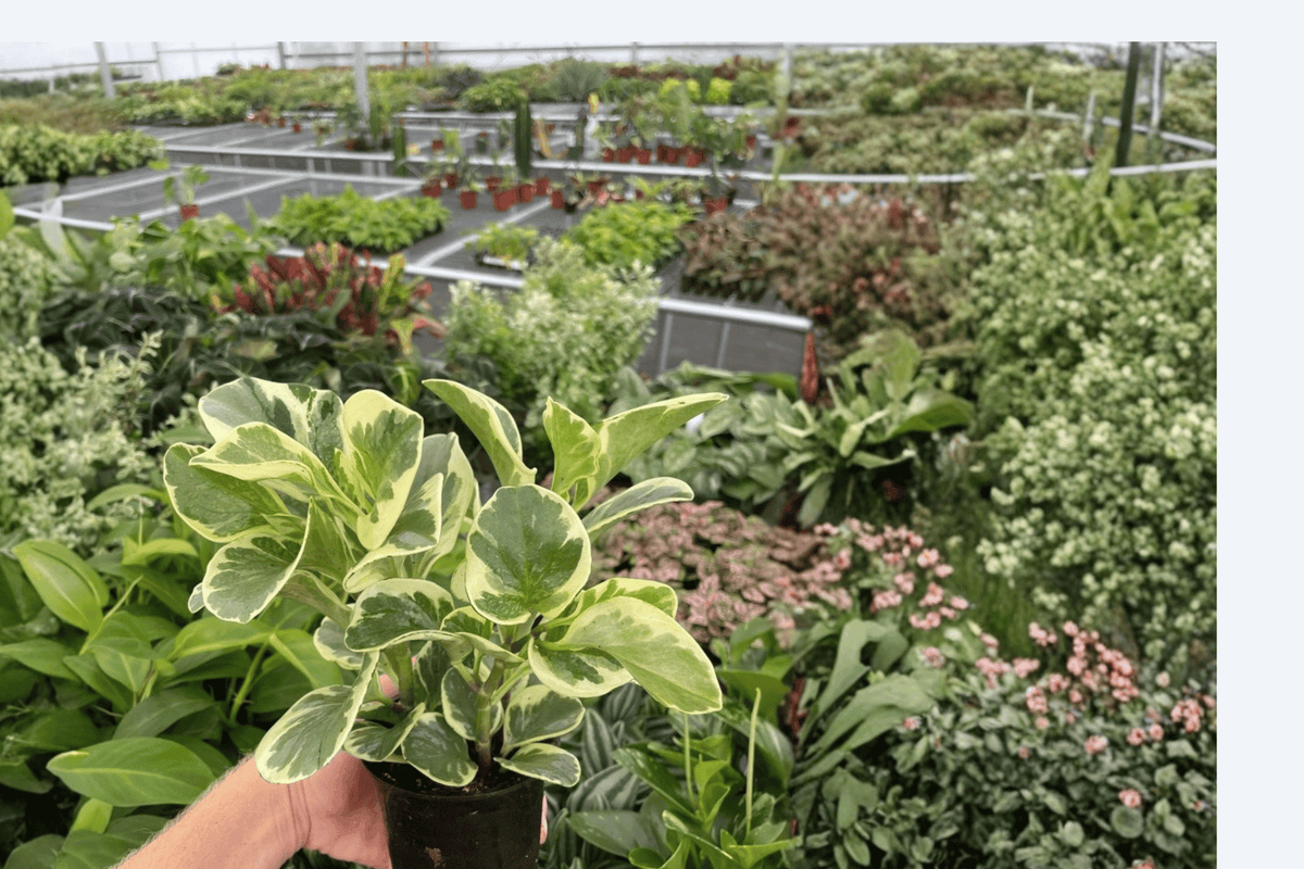 Marbled Peperomia obtusifolia Variegated – 2 Live Plants in 4-Inch Pots