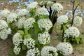 Blackhaw Viburnum Viburnum prunifolium - 1 Gallon Native Deciduous Shrub