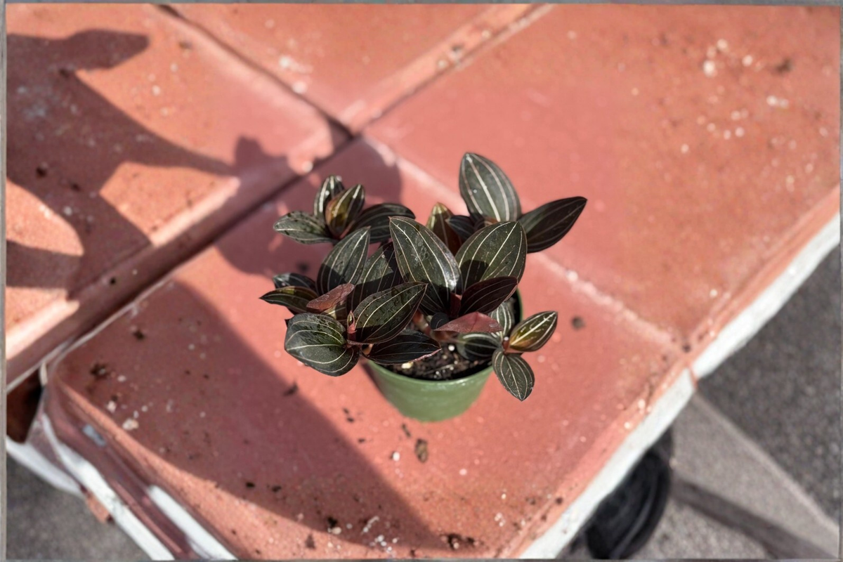 Jewel Orchid Ludisia discolor Starter Live Plant - Rare Indoor Tropical Foliage