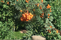 Pineapple Ground Cherry Seeds (Goldenberry) - 40 Seeds for Garden or Container
