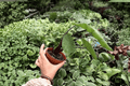 Alocasia Dark Star - 2 Live Plants in 4-Inch Pots