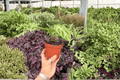 Anthurium Silver x Ferrari 2-Plant Starter Live Plants in 4-Inch Pots