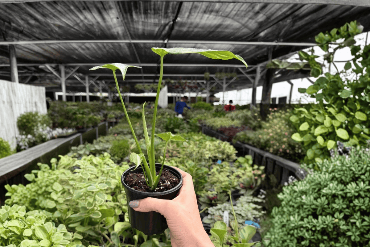 Monstera Thai Constellation - 2 Live Plants in 4-Inch Pots (Monstera deliciosa 'Thai Constellation')