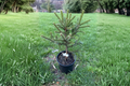 Brewer Spruce Emerald Midget Live Plant 1 Gallon Pot - 10" Tall
