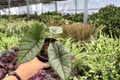 Alocasia Platinum Bisma (Bisma) - 2 Exact Live Plants in 4-Inch Pots