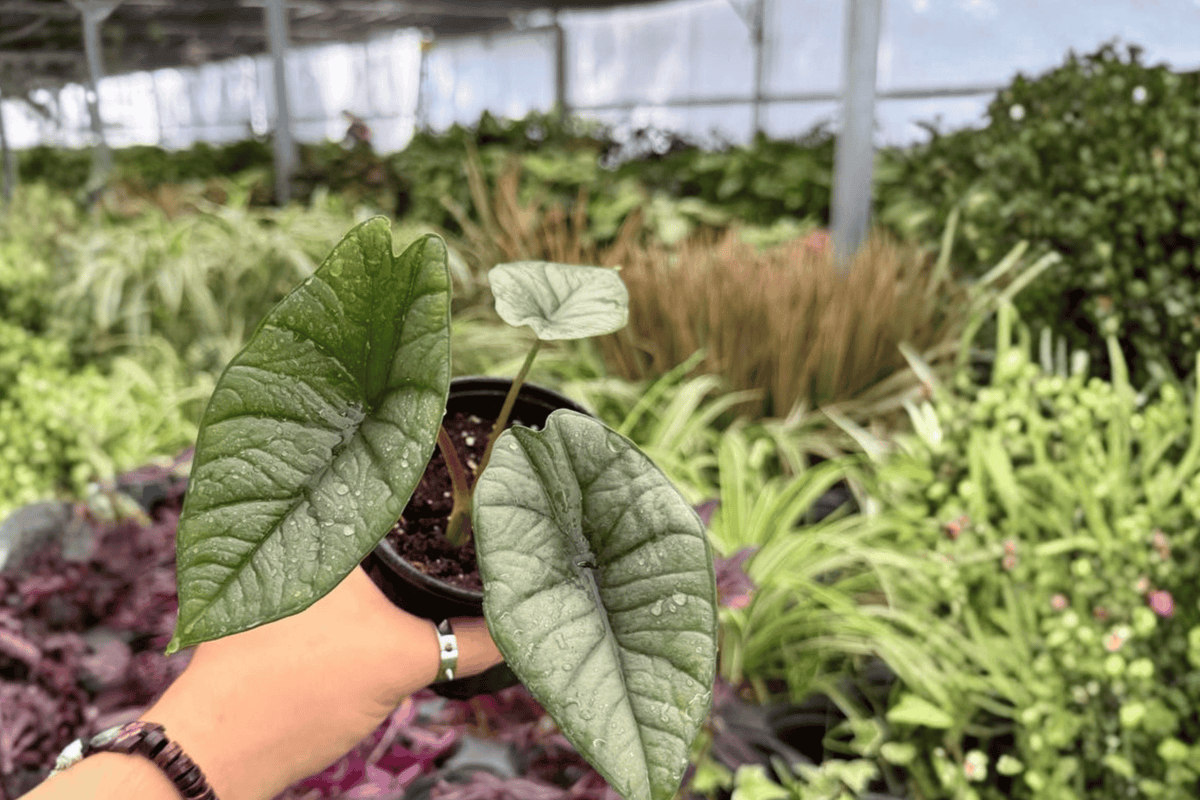 Alocasia Platinum Bisma (Bisma) - 2 Exact Live Plants in 4-Inch Pots