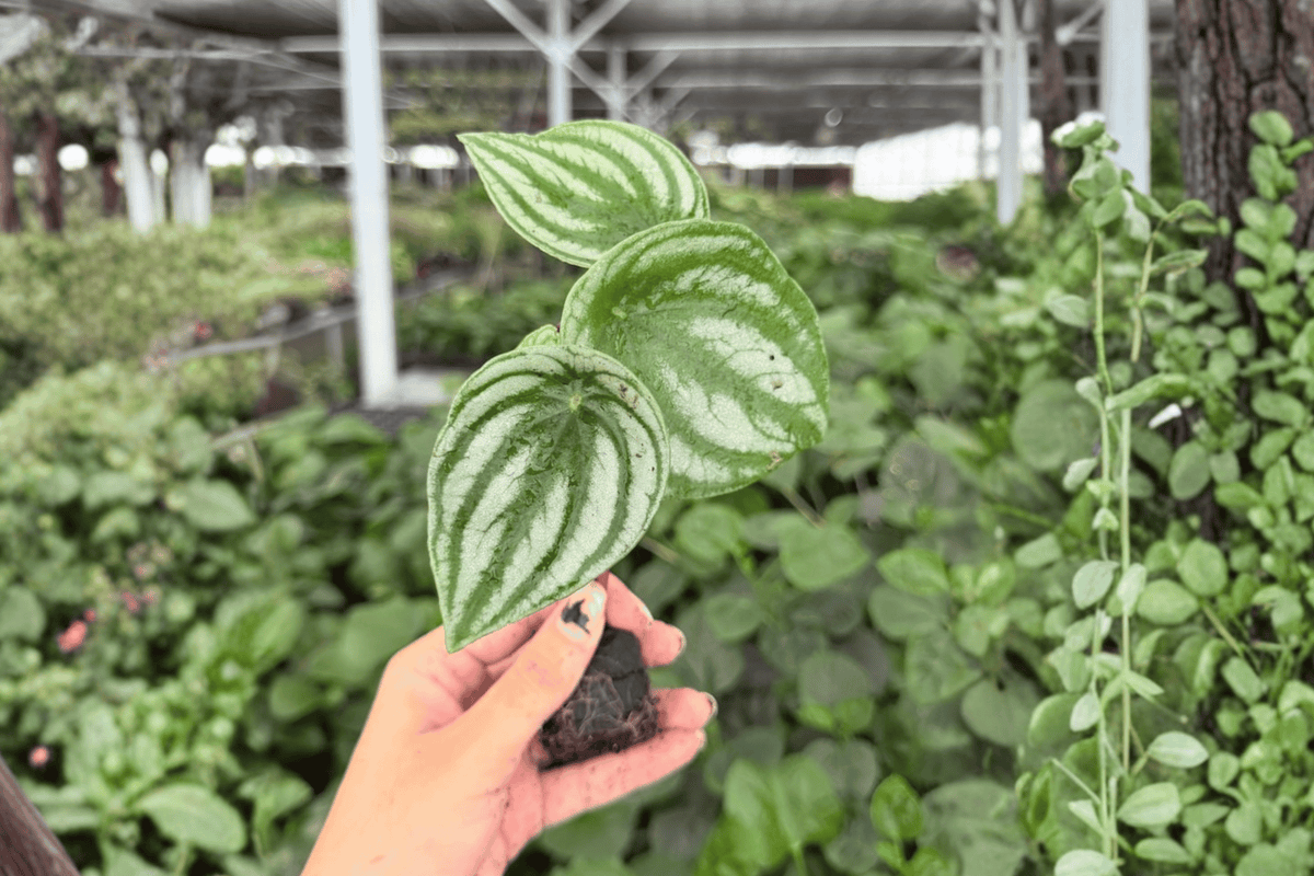 Watermelon Peperomia Peperomia argyreia Starter Plants – 2 Exact Live Plants