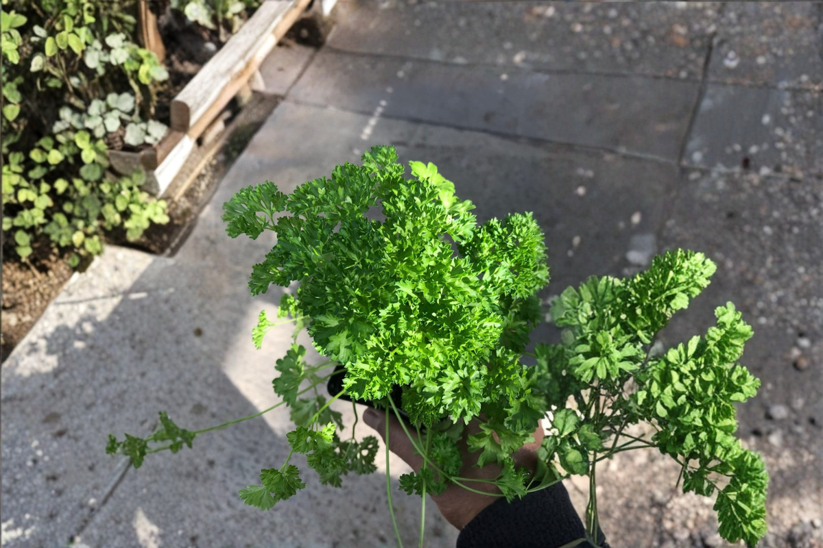 Curly Parsley Live Herb Plant - Petroselinum Crispum Rooted Starter Plant, Shipped Without Pot