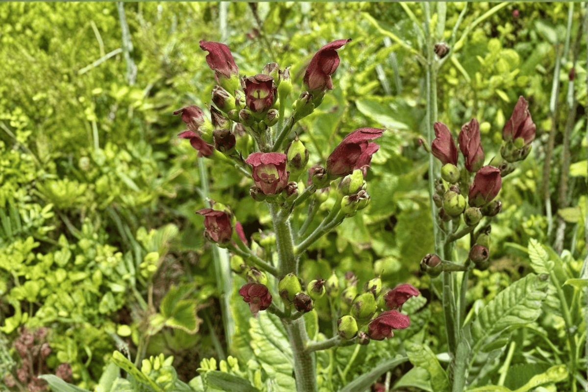 California Figwort (Scrophularia californica) Live Plant - 4-Inch Pot