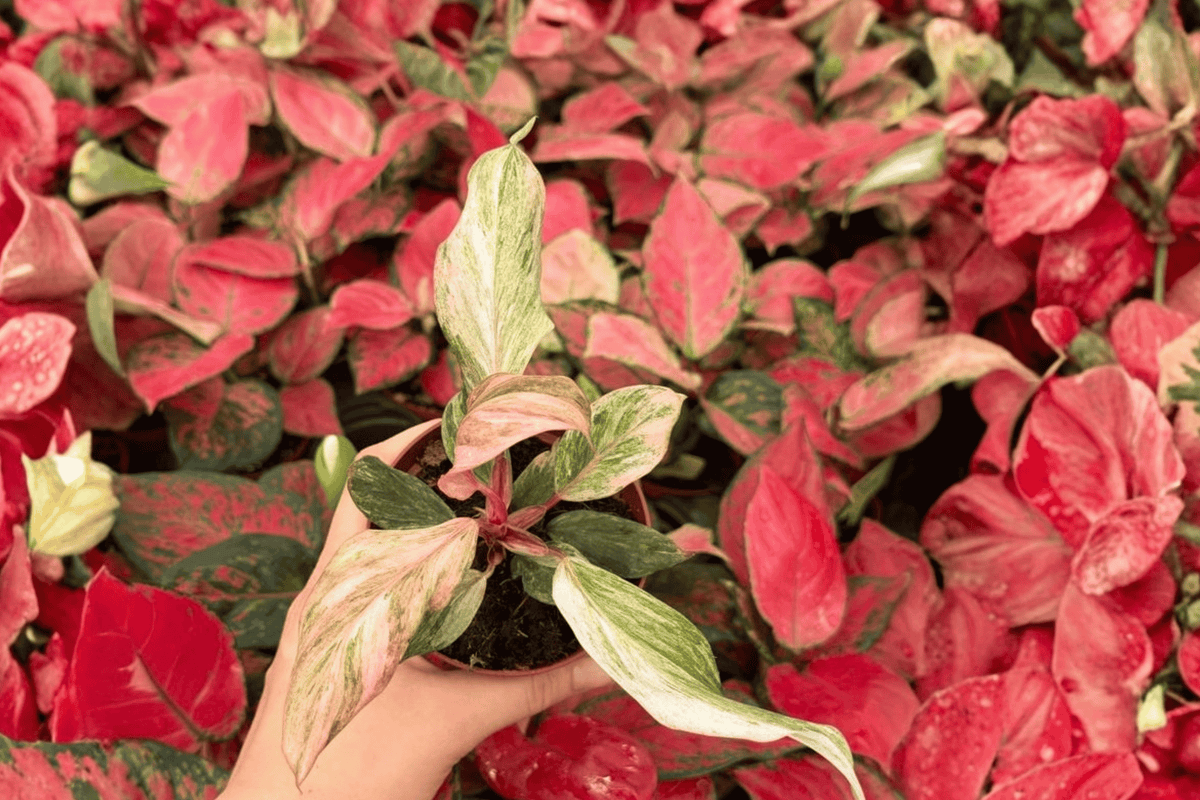 Philodendron Fire Phoenix - 2 Bare Root Live Plants in 4-Inch Pots (Exact Plants pictured)