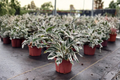 Calathea White Fusion Live Plant Starter – rooted 4" or 6" Pot