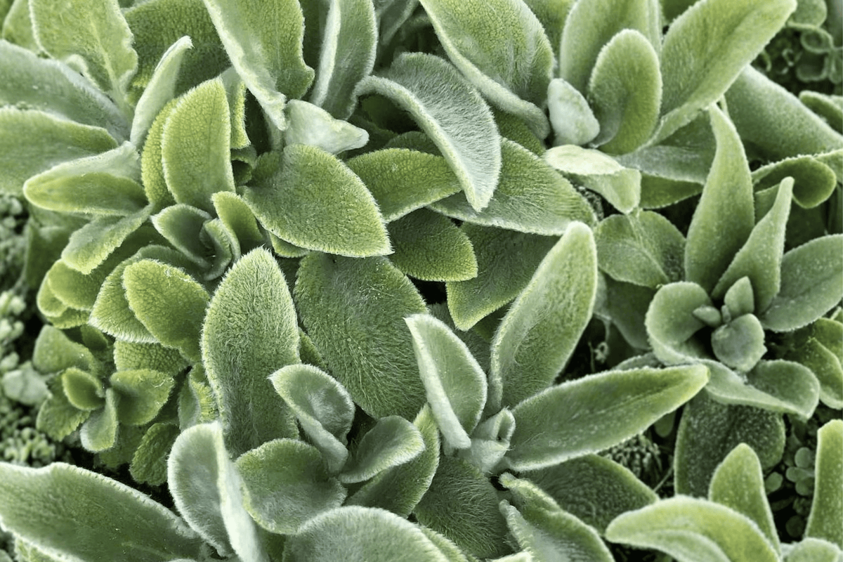 Primrose Heron Lamb’s Ear (Stachys byzantina) – 4-Inch Pot, Live Plant
