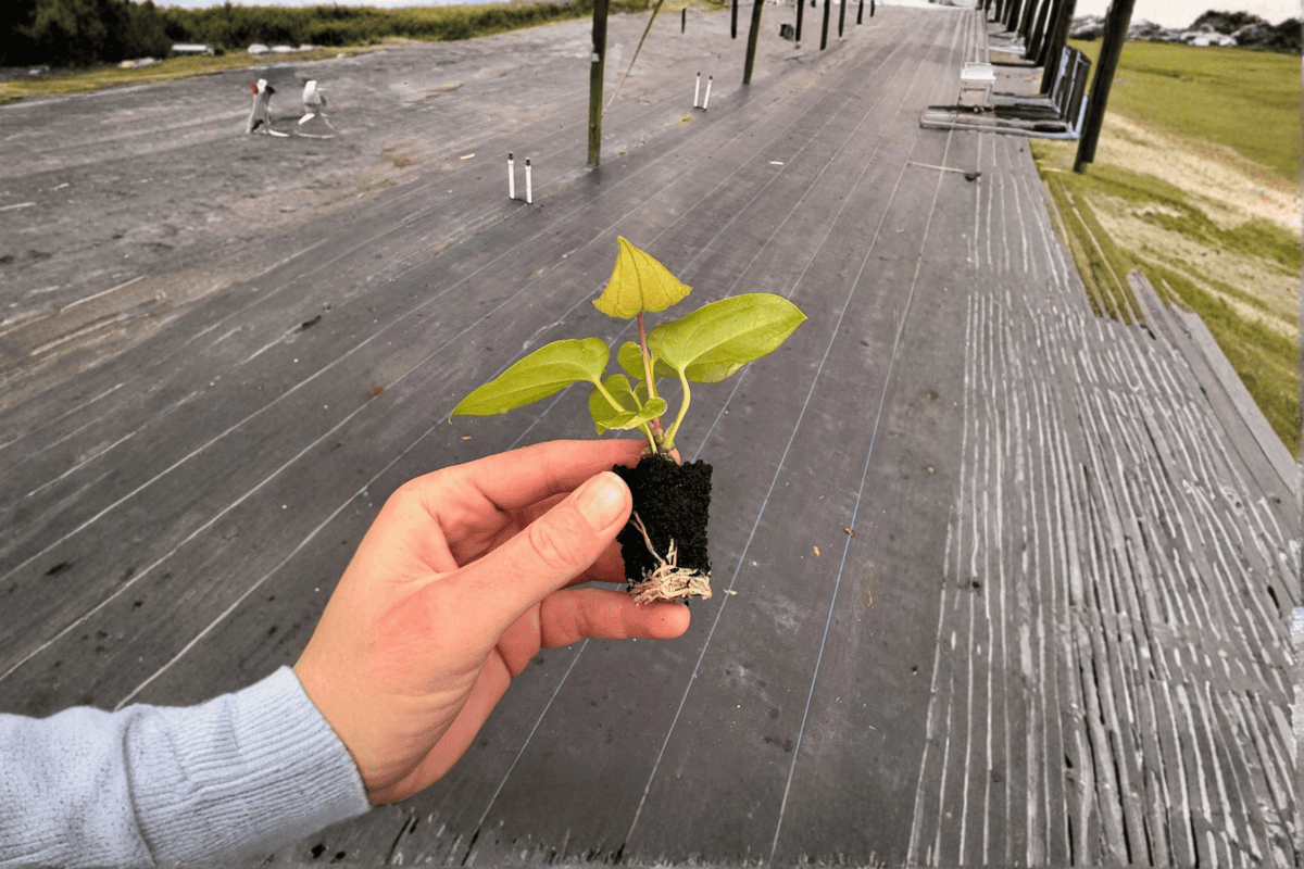 Anthurium Dark Phoenix × Crystallinum Dark Form Starter Plants – 2 Live Bare Root Hybrids