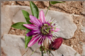 Pink Pop Passion Flower Live Plant - Passiflora hybrid 'Pink Pop' Climbing Vine