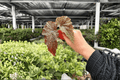 Begonia Fannie Moser Starter Plants (2) – Live, Exact Plants in 2-Inch Pots