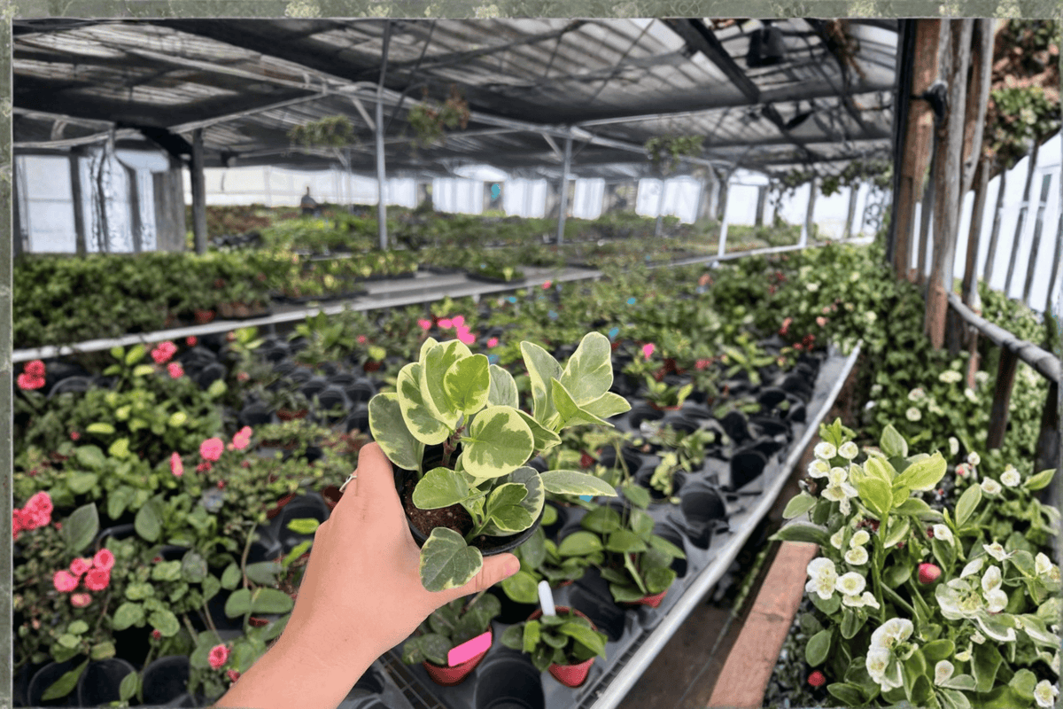 Peperomia albomarginata — 2 Live Plants in 4-inch Pots (Rooted)
