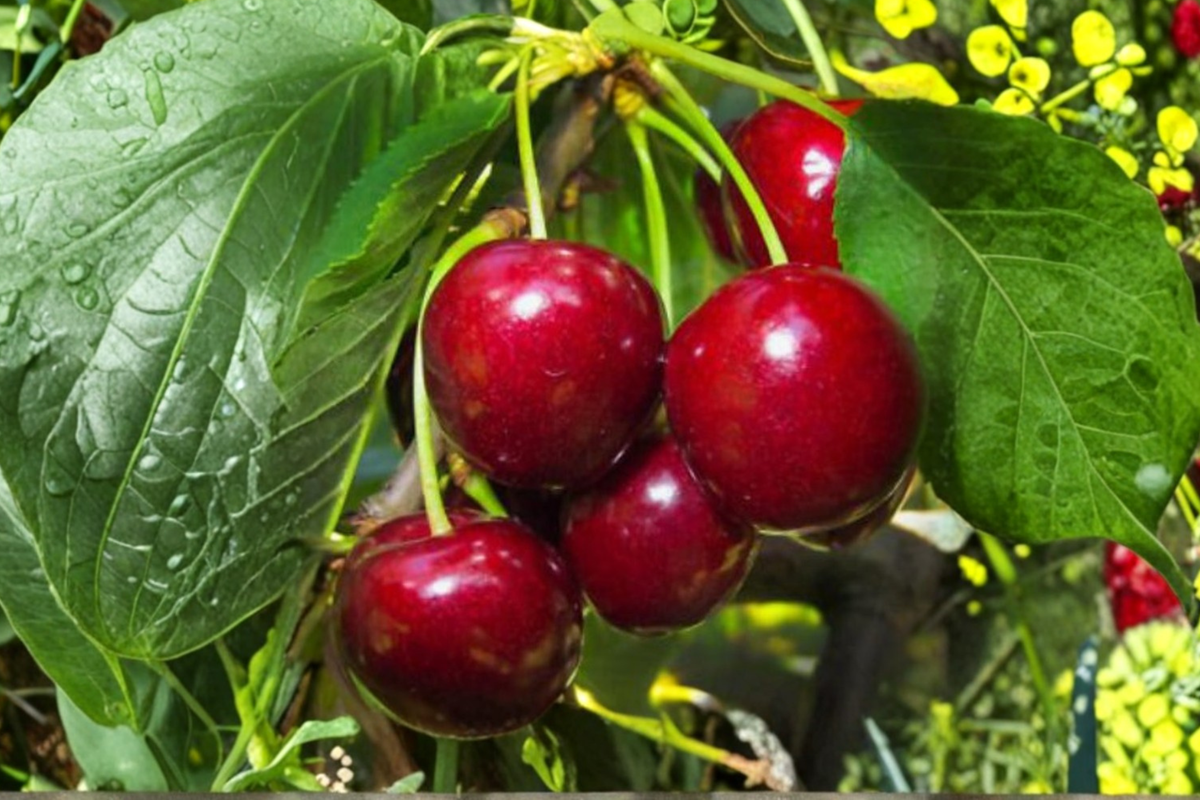 Lapins Cherry Tree Seeds - 5 Seeds, Prunus avium | Indoor or Outdoor Growing