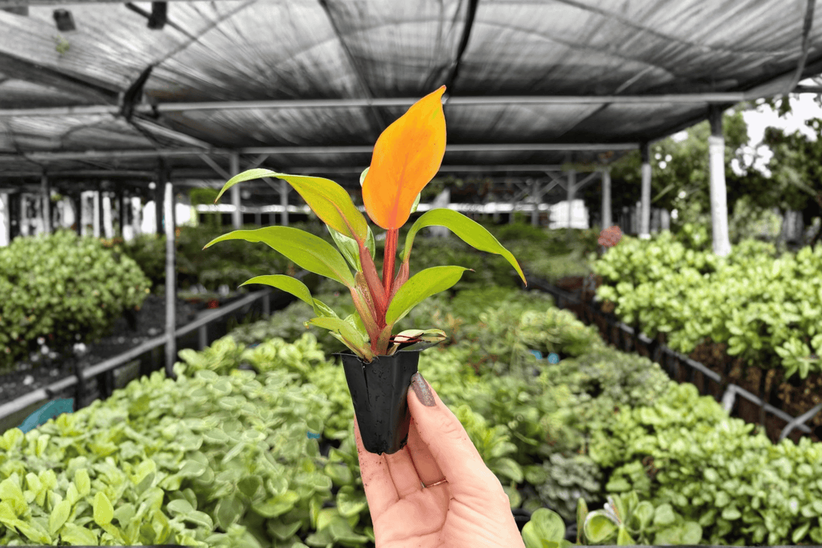 Philodendron Cherry Red Starter Plants (2) – Bare Root, 2-Inch Pots