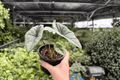 Alocasia Platinum Bisma (Bisma) - 2 Live Plants in 4-Inch Pots