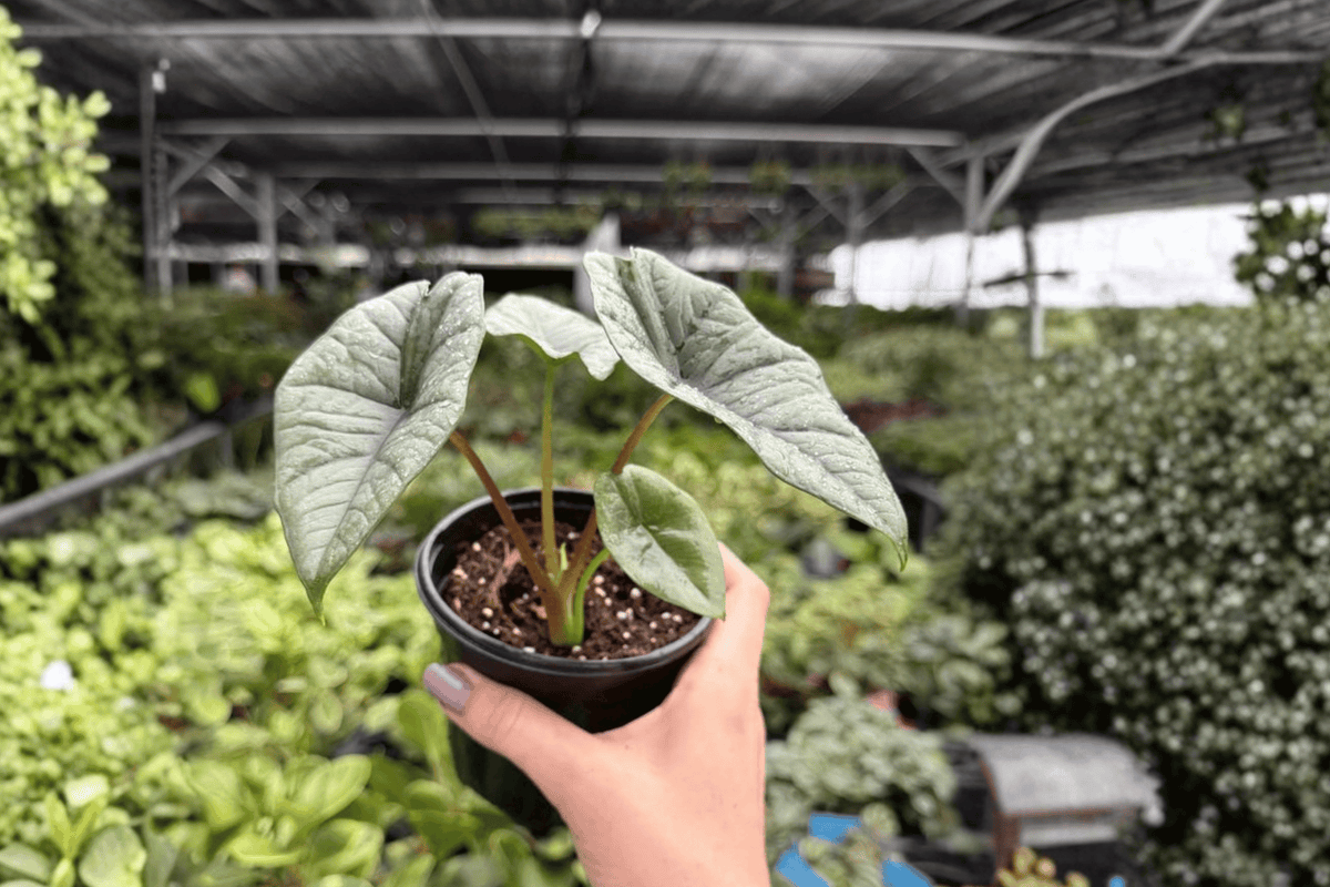 Alocasia Platinum Bisma (Bisma) - 2 Live Plants in 4-Inch Pots