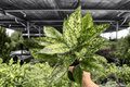Aglaonema Wintery Winehouse – 2 Exact Live Plants in 4-Inch Pots