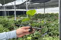 Red Planet Hibiscus 2 Live Starter Plants in Soil Pods