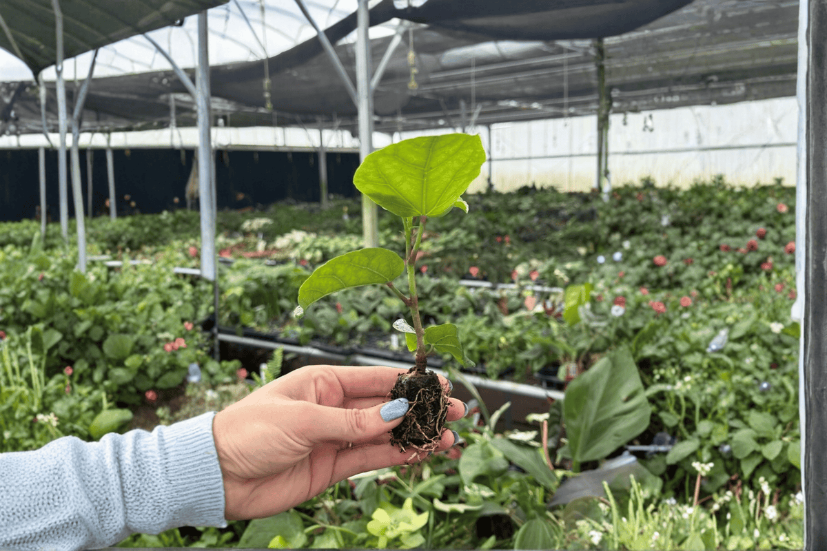 Red Planet Hibiscus 2 Live Starter Plants in Soil Pods