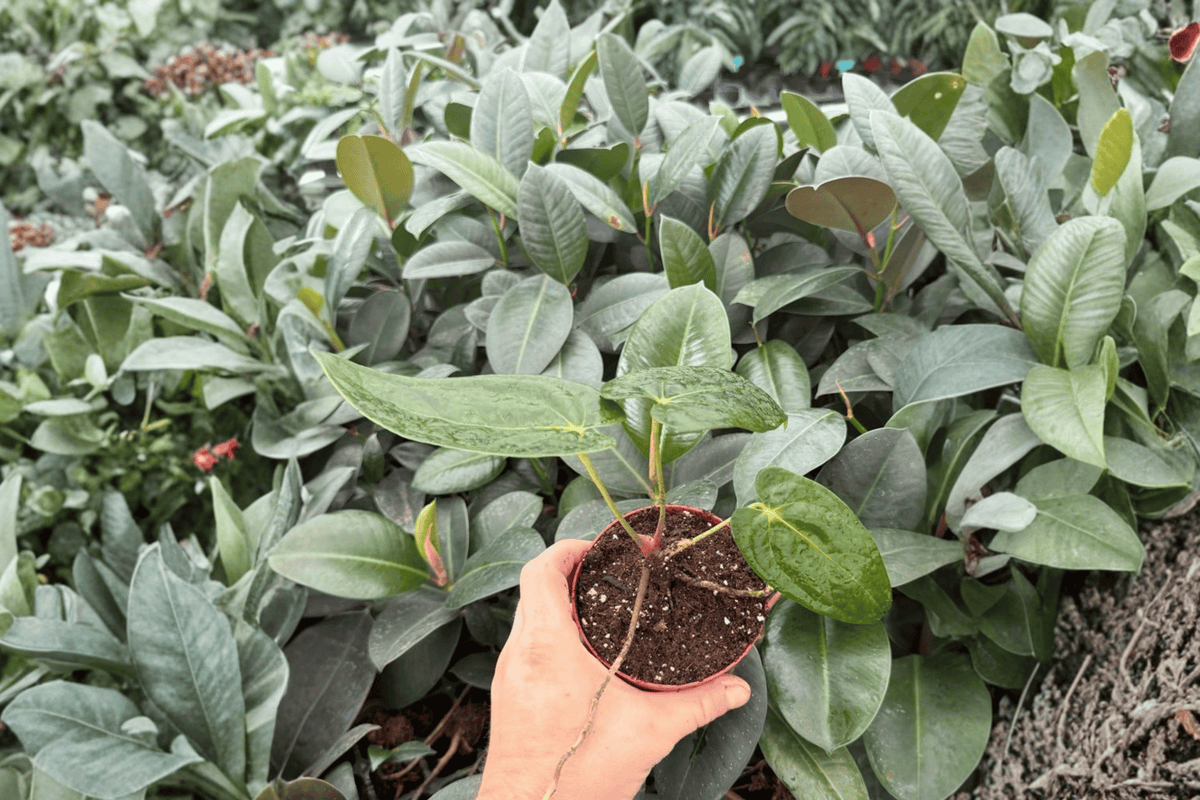 Anthurium AOS × RUDP - 2 Exact Live Plants (4-inch) Bare Root