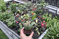 Hoya Sigillatis Splash Cuttings – 2 Fresh Cuttings, Hoya sigillatis Splash