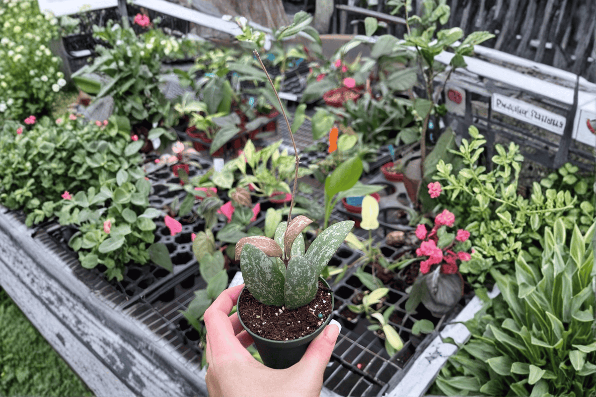 Hoya Sigillatis Splash Cuttings – 2 Fresh Cuttings, Hoya sigillatis Splash