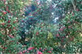 American Holly Cave Hill (Ilex opaca) Female 12-Inch Live Plant in 1 Gallon Pot