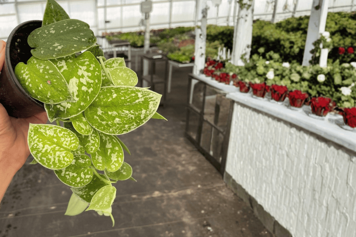 Scindapsus Exotica (Scindapsus pictus ‘Exotica’) - 2 Live Plants in 4-Inch Pot