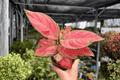 Aglaonema Super Pink – 2 Exact Live Plants in 4-Inch Pots