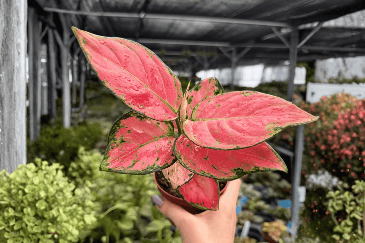 Aglaonema Super Pink – 2 Exact Live Plants in 4-Inch Pots