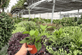 Hoya quinquenervia - 2 Live Plants in 4-Inch Pots (Exact Plants)