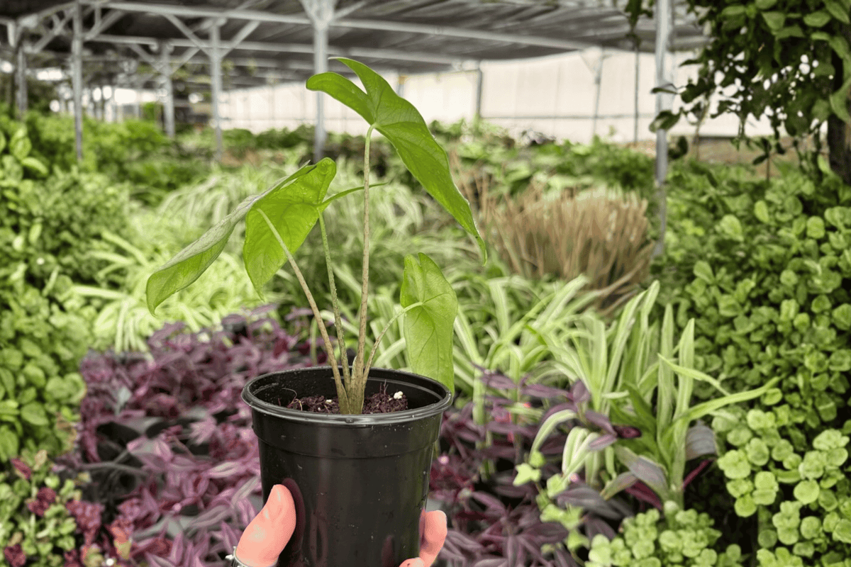 Alocasia Frydek (Alocasia micholitziana 'Frydek') - 2 Live 4-Inch Pot Plants