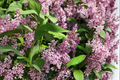 James Macfarlane Lilac Syringa × prestoniae – 2 Gallon Live Plant