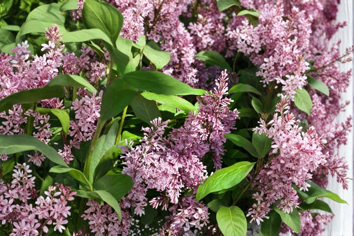 James Macfarlane Lilac Syringa × prestoniae – 2 Gallon Live Plant