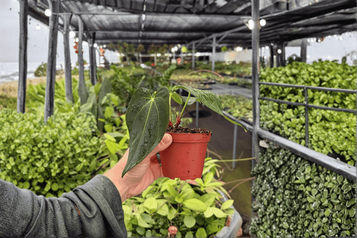 Anthurium Fort Sherman × Dark Silver Live Plant - 2x 4-Inch Pots