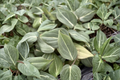 Philodendron Gloriosum Live Plant - 2-Inch Pot, Starter/Rooted Cutting