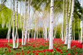 Whitebarked Himalayan Birch Betula jacquemontii Live Plant 4-Inch Pot