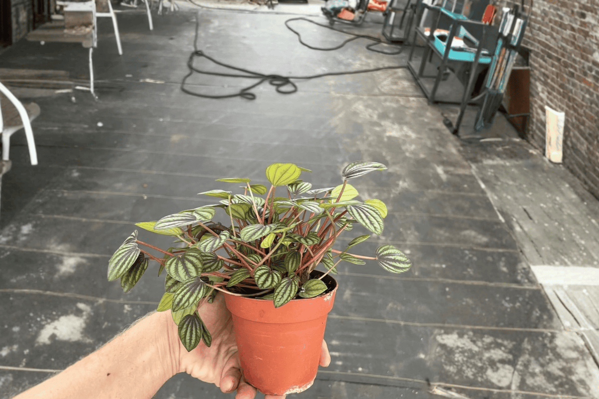Peperomia Piccolo Banda | 2 Live Plants in 4-Inch Pots