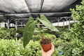 Anthurium Hoffmannii x Red Gunsal | 2 live plants in 4-inch pots